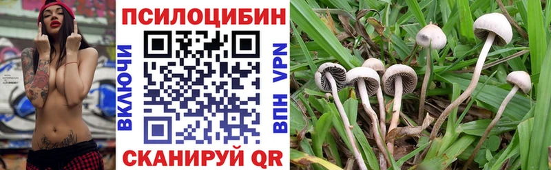 Псилоцибиновые грибы Psilocybe  где продают наркотики  Мензелинск 